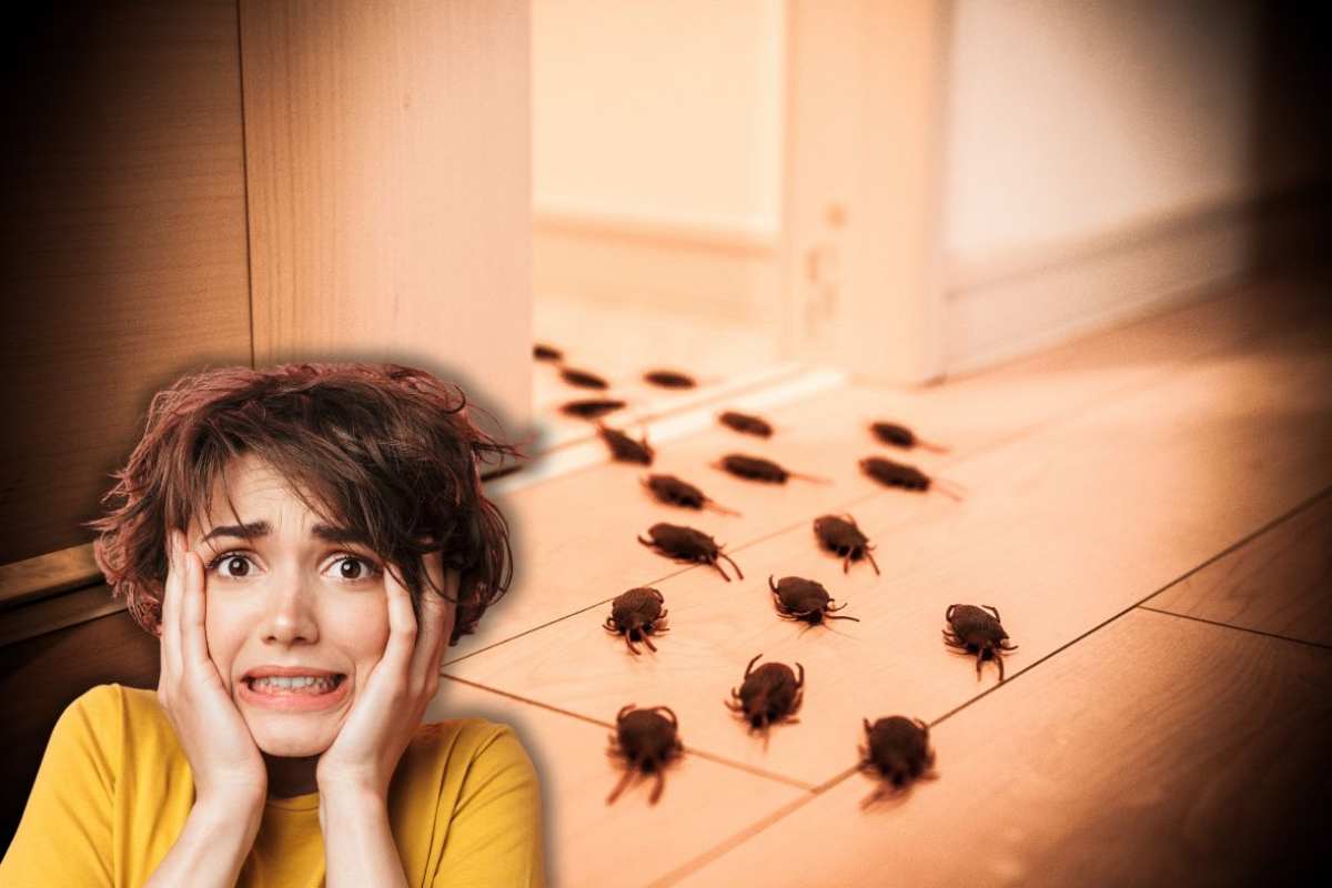 blatte in casa e donna spaventata