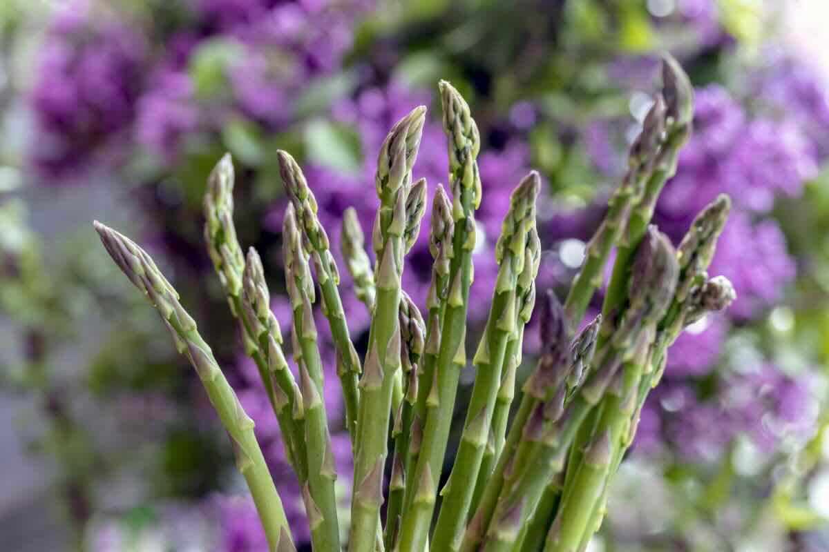 Asparagi