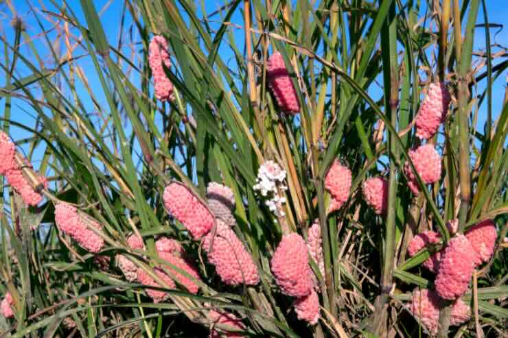 piante con uova rosa