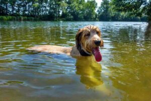 Cane nello stagno