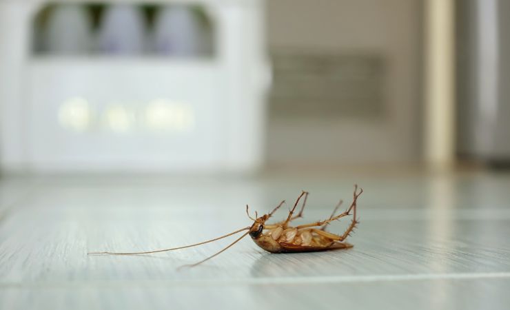 scarafaggio morto in casa