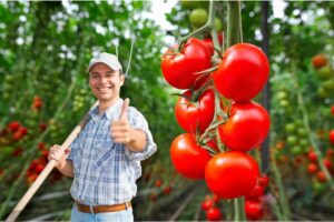 Pianta pomodoro, uomo contadino pollice in su sorridente