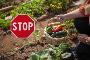 cogliere ortaggi orto e segnale stop