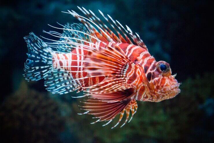 Pesce scorpione 