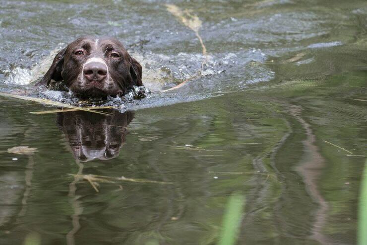 Cane nello stagno 