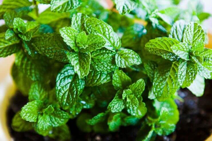 Piantina di menta 