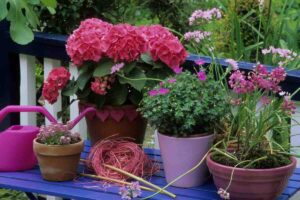 fiori rosa balcone