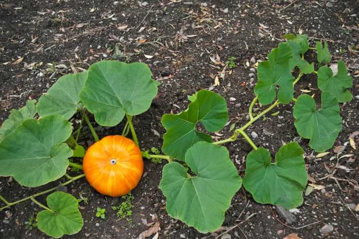 pianta zucca
