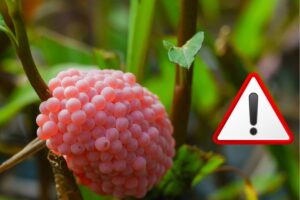 uova rosa e segnale attenzione