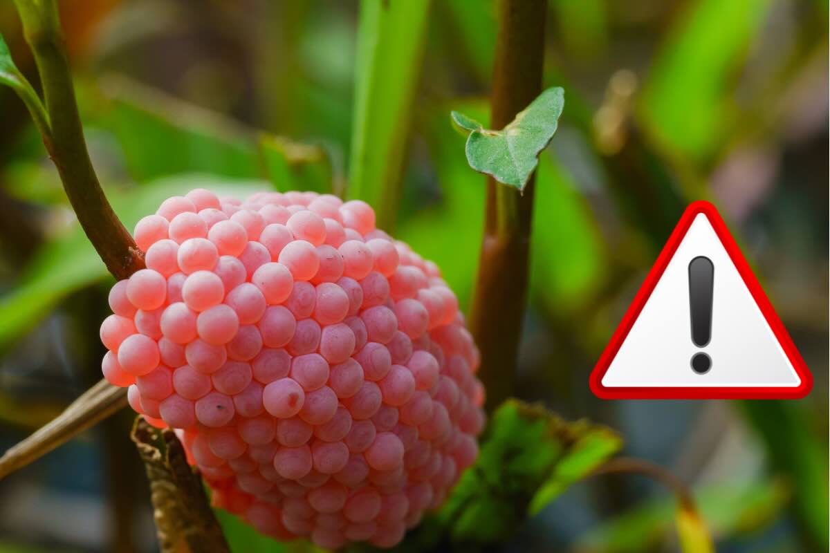 uova rosa e segnale attenzione