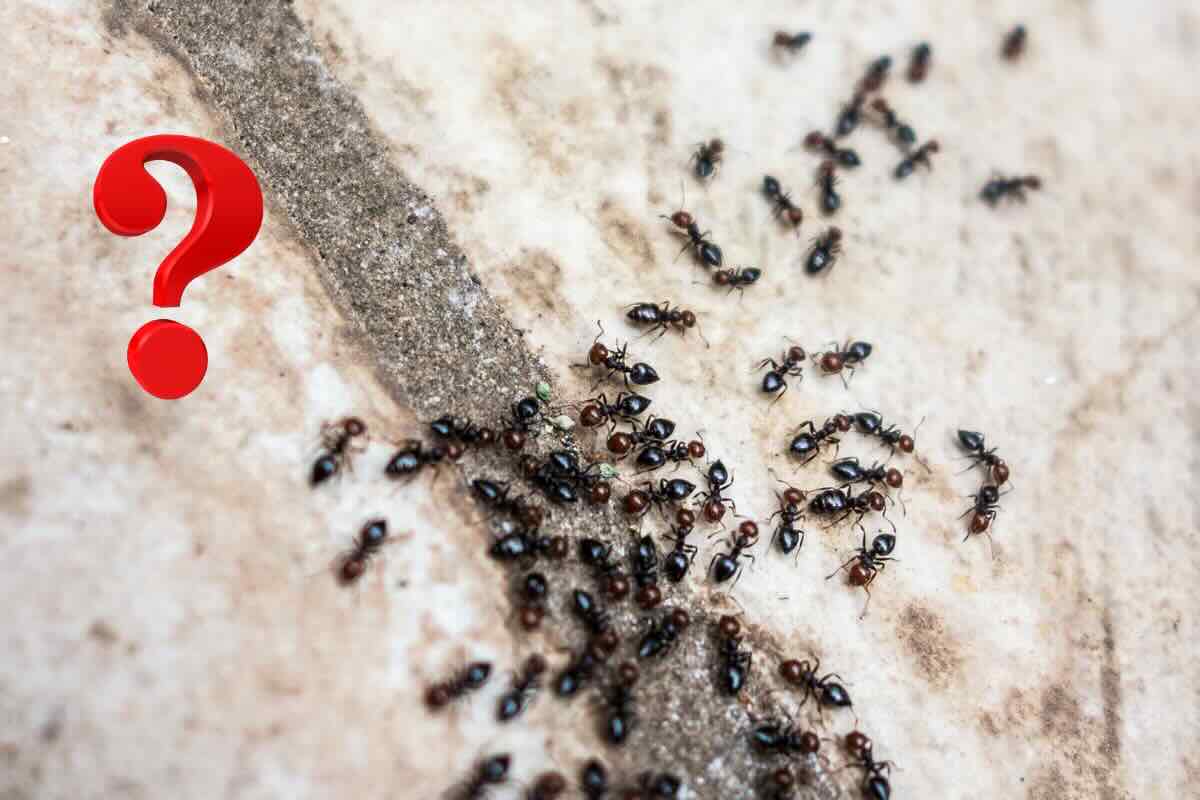 formiche e punto di domanda rosso