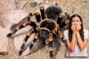 Ragno, donna spaventata