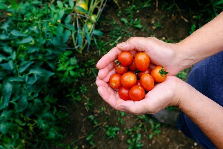 Pomodori nelle mani 